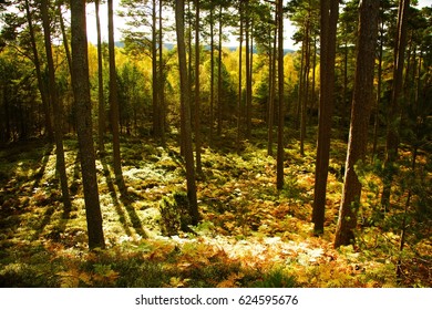 Sunlight Through A Forest Of Tall Conifers, Scotland.