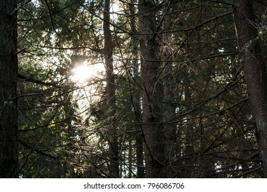 Sunlight through forest trees and plants