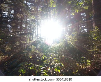 Sunlight Through Forrest