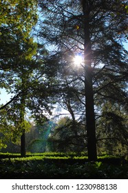 sunlight through green tree