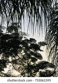 Sunlight through high tree branches