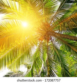 sunlight through the leaves of palm trees                                    