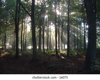 Sunlight through misty forest