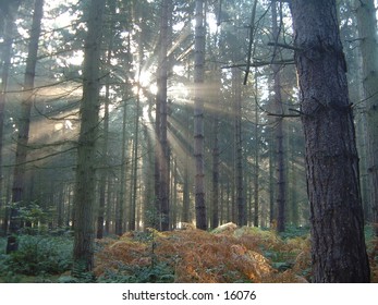 sunlight through misty forest