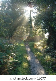sunlight through misty forest path