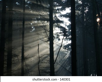 sunlight through misty forest trees sun beams wood branches laser color green blue