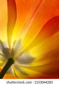 Sunlight Through Orange Yellow Tulip