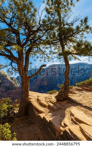 Sunlight Through Pinyon Pine Trees With Observation Point From West Rim Trail, Zion National Park, Utah, USA