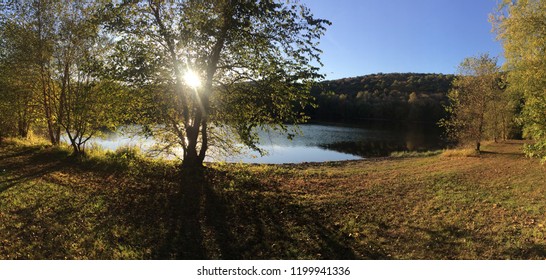 Sunlight Through Tree