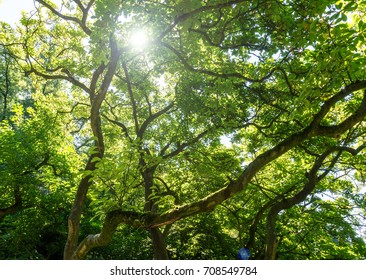 Sunlight Through Tree