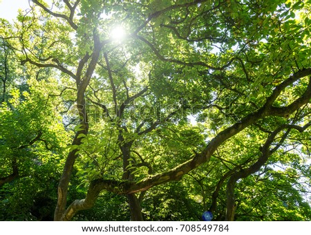 Sunlight Through Tree