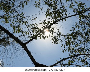 Sunlight Through Tree Branches Against a Clear Blue Sky.

A beautiful low-angle view of sunlight shining through tree branches and green leaves under a bright blue sky. The natural lighting creates a peaceful tropical forest atmosphere, perfect for themes related to nature, environment, tranquility, outdoors, and sunlight.