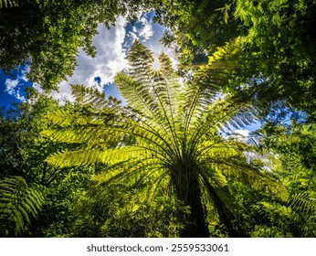 Sunlight Through The Tree Fern Fronds - Powered by Shutterstock