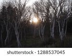 Sunlight through the Trees