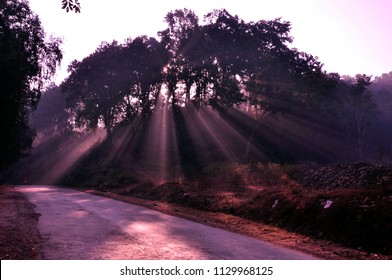 sunlight through the trees