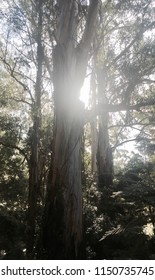 Sunlight through trees