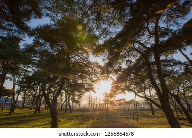 Sunlight through the trees