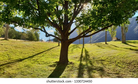Sunlight through trees
