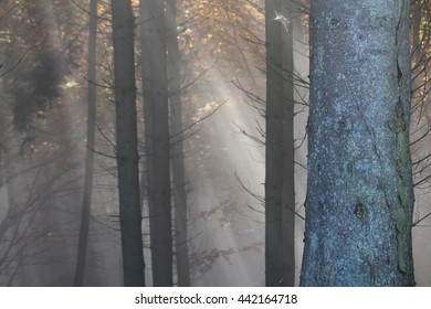Sunlight through Trees