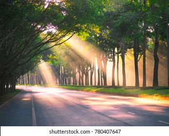Sunlight through trees - Shutterstock ID 780407647