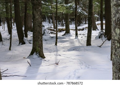 Sunlight Through the Trees