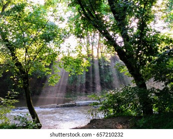 sunlight through trees by water