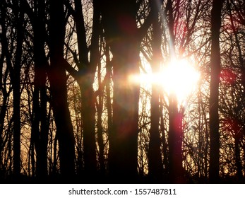 Sunlight Through Trees In A Forest