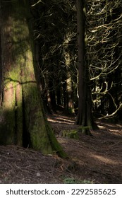 Sunlight through the trees in a forest