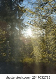 Sunlight through the trees in the forest