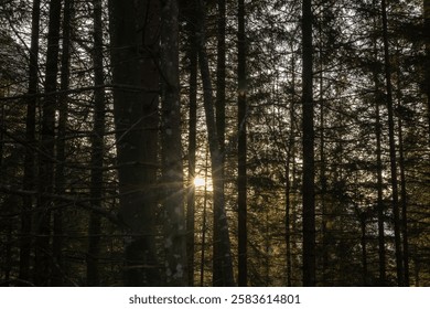 Sunlight Through Trees in Forest