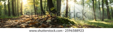 Sunlight through trees, forest path, autumn leaves, tranquil nature scene, vibrant greenery, peaceful atmosphere.
