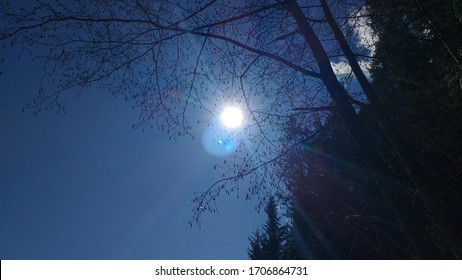 Sunlight through the trees in the mountain