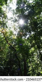 Sunlight Through The Trees In The Urban Forest