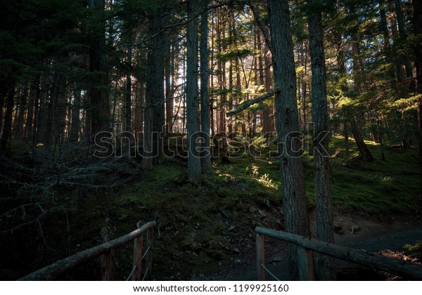 Sunlight through the\
trees while crossing a bridge on a hiking trail, Whistler, British\
Columbia, Canada