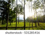 sunlight through the wild