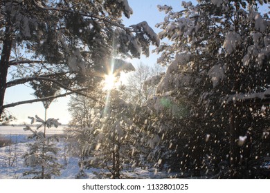 sunlight through a winter tree
