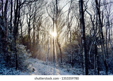Sunlight Through Winter Trees - Grenoside - Sheffield