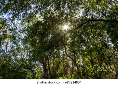 Sunlight thru the tree