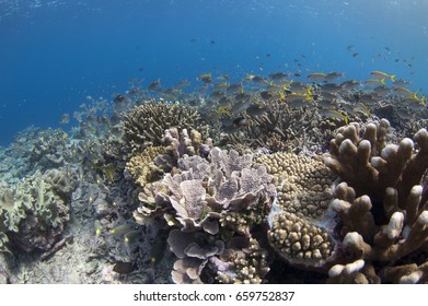 Sunlight Top Reef In Addu Atoll, Maldives