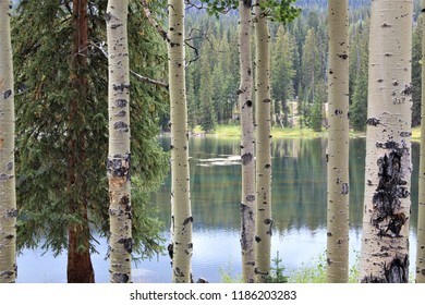 Sunlight touched the lake and the Aspen trees for just a moment, casting a yellowish glow over everything.