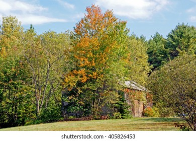 Sunlight transforms this old barn and the quiet woods surrounding it. 