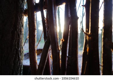 Sunlight in trees