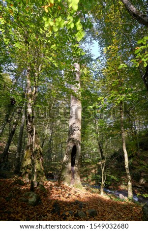 Similar – Image, Stock Photo Forest in spring