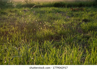 The sunlight warming falls on the grasses in the undeveloped field of the city before the night coming in Taichung, Taiwan, July 18, 2020, by YSL.