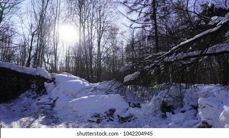 Sunlight in the winter forest