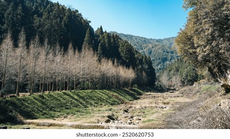 Sunlinksea, Taiwan - October 13, 2022: In Nantou's Sunlinksea Forest Resort, a forest with a strong sense of extension. - Powered by Shutterstock