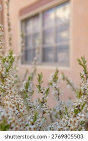 Sunlit adobe wall with window and desert plants in Santa Fe style architecture, featuring soft earthy tones, natural textures, and minimalist southwestern design