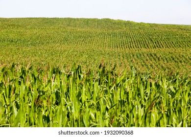 a sunlit agricultural field with green sweet corn, on maize corn natural dirt and dirt and damage appeared during growth, used for food and other purposes