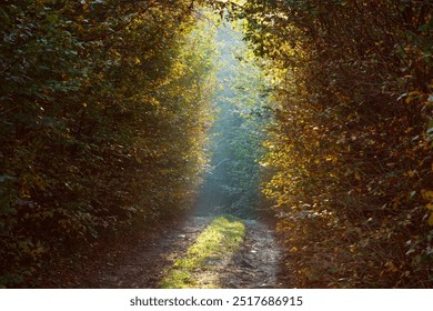 A sunlit autumn forest path bordered by thick foliage. Sun rays gently filter through the trees, creating a peaceful, tunnel-like effect with vibrant colors and soft shadows.