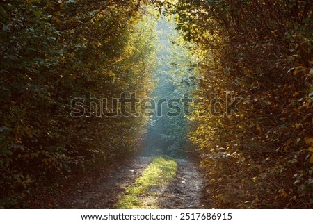 A sunlit autumn forest path bordered by thick foliage. Sun rays gently filter through the trees, creating a peaceful, tunnel-like effect with vibrant colors and soft shadows.